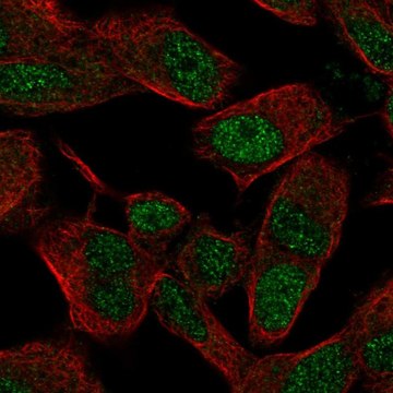 Anti-SIX3 antibody produced in rabbit Prestige Antibodies&#174; Powered by Atlas Antibodies, affinity isolated antibody