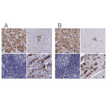 Anti-SCG2 antibody produced in rabbit Prestige Antibodies&#174; Powered by Atlas Antibodies, affinity isolated antibody, buffered aqueous glycerol solution