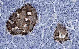 Anti-Chromogranin A Antibody, clone 5F23 ZooMAb® Rabbit Monoclonal recombinant, expressed in HEK 293 cells