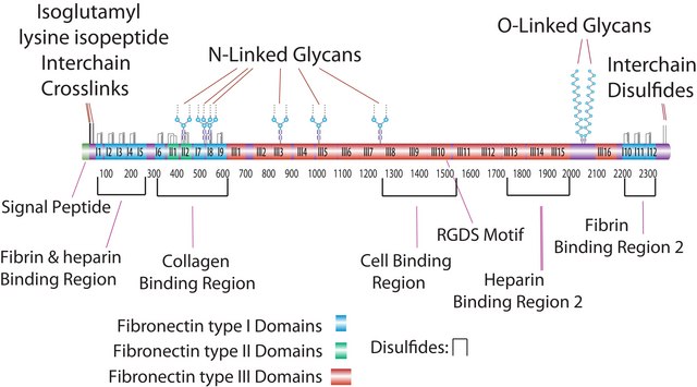 人血浆纤维连接蛋白 liquid, 0.1% (Solution), BioReagent, suitable for cell culture