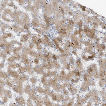 Anti-FETUB antibody produced in rabbit Prestige Antibodies&#174; Powered by Atlas Antibodies, affinity isolated antibody, buffered aqueous glycerol solution