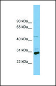 Anti-SLC16A1 antibody produced in rabbit affinity isolated antibody