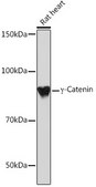 Anti-γ-Catenin Antibody, clone 9O2K8, Rabbit Monoclonal
