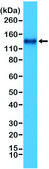 Anti-CD31 (PECAM-1) antibody, Rabbit monoclonal recombinant, expressed in HEK 293 cells, clone RM247, purified immunoglobulin