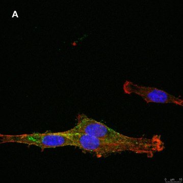 抗-NG2抗体，克隆1L2，ZooMAb&#174;兔单克隆抗体 recombinant, expressed in HEK 293 cells