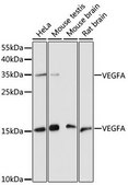 Anti-VEGFA antibody produced in rabbit