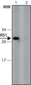 Anti-RS1 (66-78) antibody produced in rabbit IgG fraction of antiserum, buffered aqueous solution