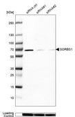Anti-SORBS1 antibody produced in rabbit Prestige Antibodies® Powered by Atlas Antibodies, affinity isolated antibody, buffered aqueous glycerol solution