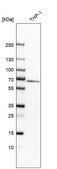 Anti-MTM1 antibody produced in rabbit Ab2, Prestige Antibodies® Powered by Atlas Antibodies, affinity isolated antibody, buffered aqueous glycerol solution
