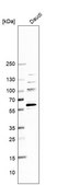 Anti-BCL6 antibody produced in rabbit Prestige Antibodies® Powered by Atlas Antibodies, affinity isolated antibody