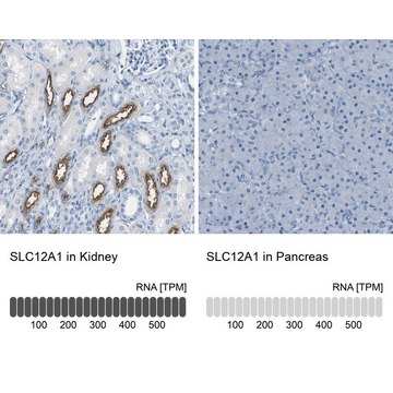 Anti-SLC12A1 antibody produced in rabbit Prestige Antibodies&#174; Powered by Atlas Antibodies, affinity isolated antibody, buffered aqueous glycerol solution