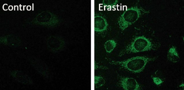 BioTracker&#8482; Mitochondrial FerroGreen Live Cell Probe