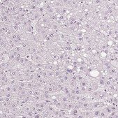 Anti-NXPE1 antibody produced in rabbit Prestige Antibodies® Powered by Atlas Antibodies, affinity isolated antibody, buffered aqueous glycerol solution