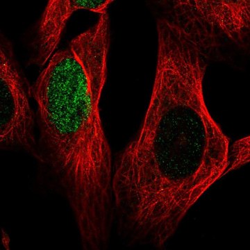 Anti-HES1 antibody produced in rabbit Prestige Antibodies&#174; Powered by Atlas Antibodies, affinity isolated antibody