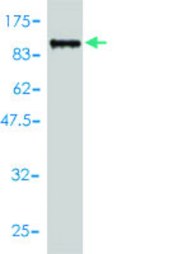 Monoclonal Anti-TDP1 antibody produced in mouse clone 2A10-G2, purified immunoglobulin, buffered aqueous solution