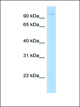 Anti-LRRC8A antibody produced in rabbit affinity isolated antibody