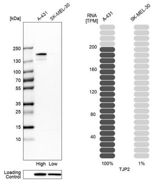 Anti-TJP2 antibody produced in rabbit Prestige Antibodies&#174; Powered by Atlas Antibodies, affinity isolated antibody, buffered aqueous glycerol solution