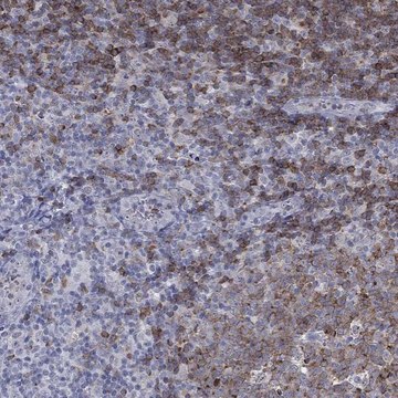 Anti-Cd22 Antibody Produced In Rabbit Prestige Antibodies® Powered by Atlas Antibodies, affinity isolated antibody, buffered aqueous glycerol solution