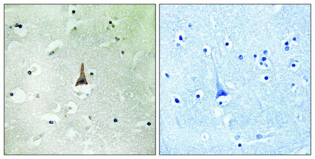 Anti-LRP10 antibody produced in rabbit affinity isolated antibody