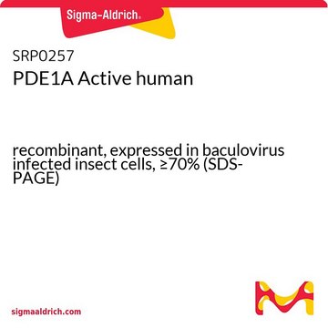 PDE1A Active human recombinant, expressed in baculovirus infected insect cells, &#8805;70% (SDS-PAGE)