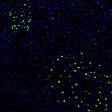 Anti-ZNF3 antibody produced in rabbit Prestige Antibodies&#174; Powered by Atlas Antibodies, affinity isolated antibody, buffered aqueous glycerol solution