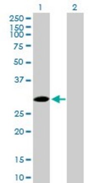 Anti-SPSB2 antibody produced in mouse purified immunoglobulin, buffered aqueous solution