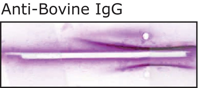 Anti-Bovine IgG (whole molecule) antibody produced in goat whole antiserum