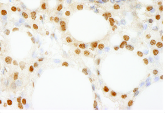 Rabbit anti-BRF1 Antibody, Affinity Purified Powered by Bethyl Laboratories, Inc.