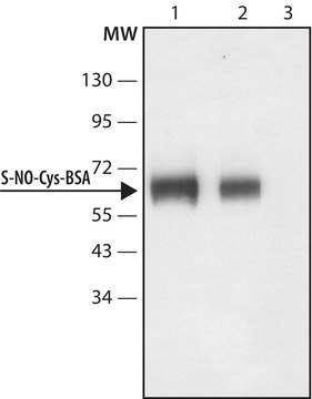 Anti-S-Nitroso-Cysteine (SNO-Cys) antibody produced in rabbit IgG fraction of antiserum, buffered aqueous solution