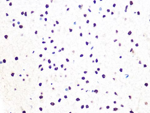 Anti-DDB1 antibody produced in rabbit