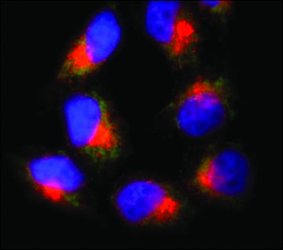 Anti-ERGIC-53/p58&#8722;Cy3 antibody produced in rabbit 1.5-3.0&#160;mg/mL, affinity isolated antibody, buffered aqueous solution