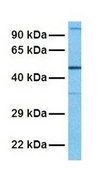 Anti-IL28RA antibody produced in rabbit affinity isolated antibody