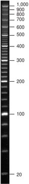 PCR Low Ladder Set marker set for electrophoresis of PCR fragments