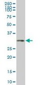 Monoclonal Anti-HOXC4, (C-terminal) antibody produced in mouse clone 2D6, purified immunoglobulin, buffered aqueous solution