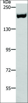 Anti-ACE1 antibody produced in rabbit affinity isolated antibody