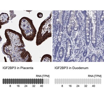 Anti-IGF2BP3 antibody produced in rabbit Prestige Antibodies&#174; Powered by Atlas Antibodies, affinity isolated antibody, buffered aqueous glycerol solution