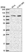 Anti-ZXDC antibody produced in rabbit Prestige Antibodies® Powered by Atlas Antibodies, affinity isolated antibody