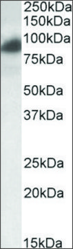 Anti-RAB11FIP1 antibody produced in goat affinity isolated antibody, buffered aqueous solution