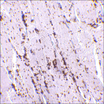 Anti-LIMP2 antibody produced in rabbit affinity isolated antibody, buffered aqueous solution