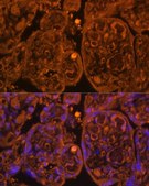 Anti-CD34 antibody produced in rabbit