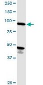 Monoclonal Anti-ASCC2, (C-terminal) antibody produced in mouse clone 3B2, purified immunoglobulin, buffered aqueous solution