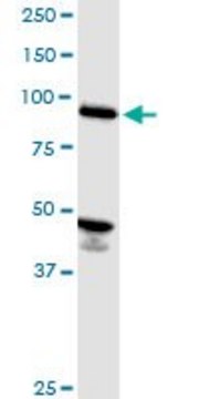 Monoclonal Anti-ASCC2, (C-terminal) antibody produced in mouse clone 3B2, purified immunoglobulin, buffered aqueous solution