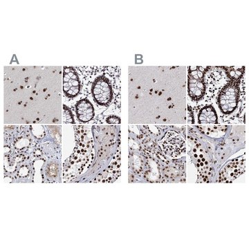 Anti-SCAF8 antibody produced in rabbit Prestige Antibodies&#174; Powered by Atlas Antibodies, affinity isolated antibody, buffered aqueous glycerol solution