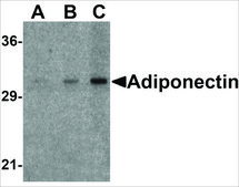 Anti-Adiponectin (ab2) antibody produced in rabbit affinity isolated antibody, buffered aqueous solution