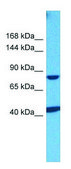 Anti-GPRC6A (N-terminal) antibody produced in rabbit affinity isolated antibody