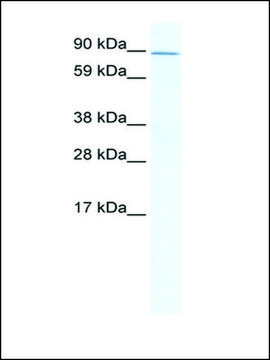 Anti-ZHX2 (AB2) antibody produced in rabbit IgG fraction of antiserum