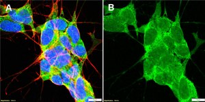 Anti-PIK3R3 Antibody, clone 1F2 ZooMAb® Rabbit Monoclonal recombinant, expressed in HEK 293 cells