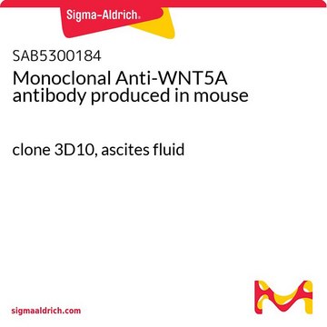 Monoclonal Anti-WNT5A antibody produced in mouse clone 3D10, ascites fluid