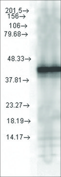 Monoclonal Anti-YDJ1 antibody produced in mouse clone 1G10.H8, 1&#160;mg/mL, purified immunoglobulin