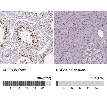 Anti-SGF29 antibody produced in rabbit Prestige Antibodies&#174; Powered by Atlas Antibodies, affinity isolated antibody, buffered aqueous glycerol solution